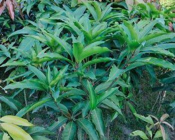 Mango-plants