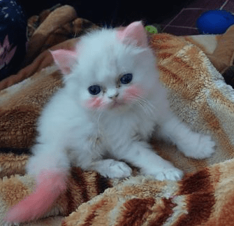 Pure store persian kitten