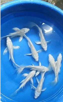 Butterfly Platinum Koi will be sold in Rajshahi