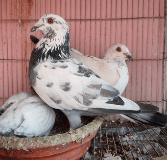 গ্রিজেল কবুতর বিক্রির করা হবে মিরপুর, ঢাকা