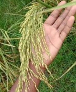 Original Fatima rice seeds will be sold in Brishal