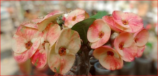 Euphorbia mili Flower for sale Khulna Sadar, Khulna