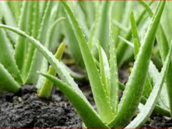 alo vera plant for sale Khilgaon, Dhaka