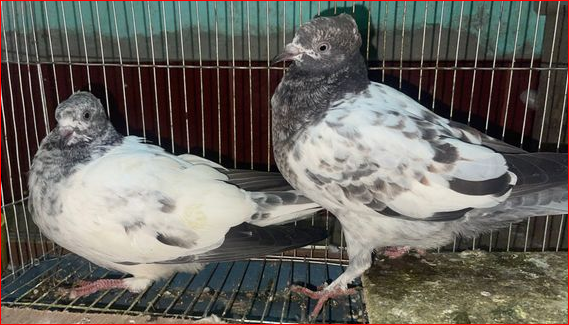 pigeon bird for sale in Cumilla