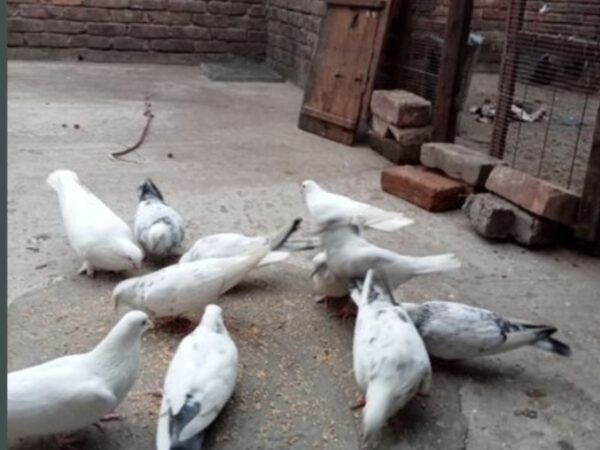 Kobutor for sale Khulna Sadar, Khulna