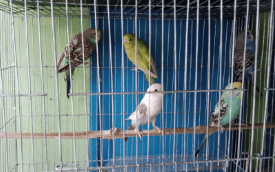 Bajrigar Bird Running Pair for sale in Jhenaidah,Khulna