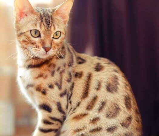 Bengal Kittens for sale in Chittagang