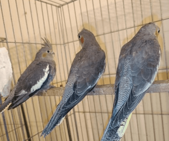 Cocktail baby for sale in Barisal Bangladesh