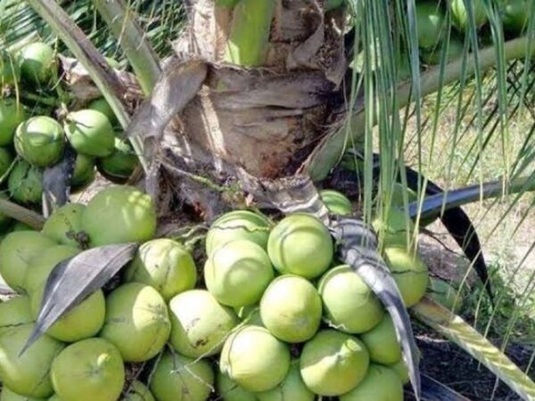 Vietnamese hybrids coconut seed tree sale in Kushtia