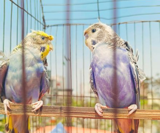 Rainbow JP birdgigar Birds for sale in Jattabari,Dhaka