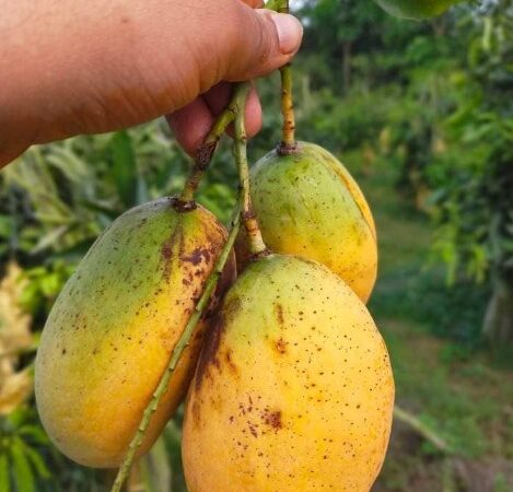 Bari 11 Mango for sale in Chapai Nawabganj