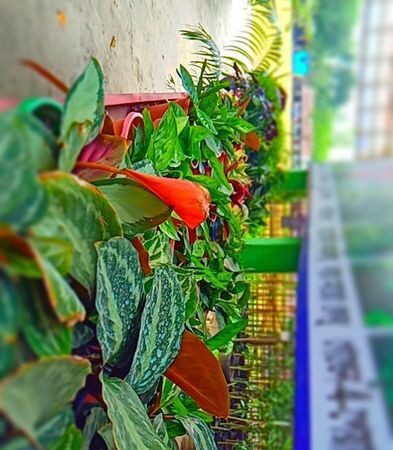 Indoor plants for sale in Nilphamari Rangpur Division