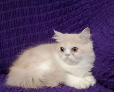 Pure Persian Male Kitten for sale in Mohammedpur Dhaka