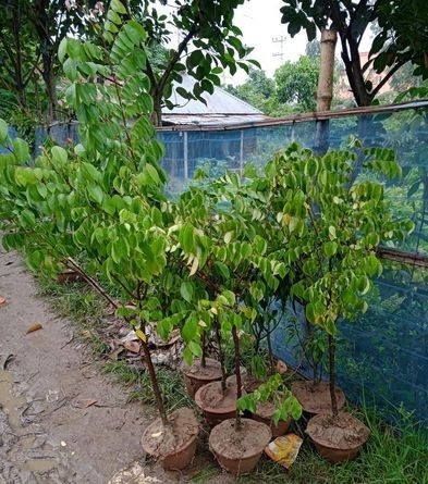 মিষ্টি জলপাই, জলপাই,মিষ্টি কামরাঙ্গা বিক্রি করা হবে ফেনী