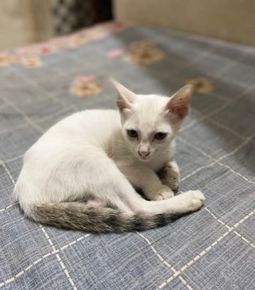 Breed Cat for sale in Mohammadpur Dhaka