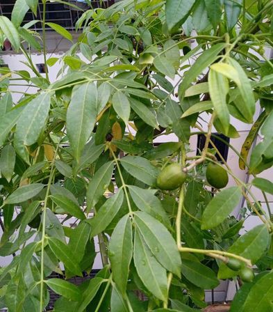 বার মাসের আমড়া গাছ বিক্রি করা হবে মিরপুর ঢাকা