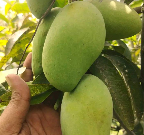 Mango for Sale in Rajshahi