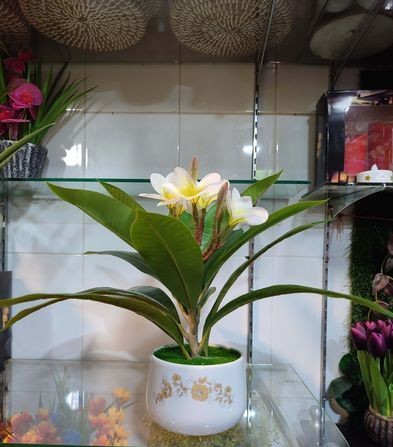 Katgolap Flower with Ceramic Tub for sale in New Market, Dhaka