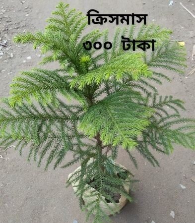 ক্রিসমাস , চায়না বট টগর ছোট সেল করা হবে গাজীপুর