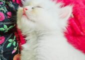 20days old persian kitten
