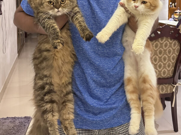 Traditional persian double coat kittens