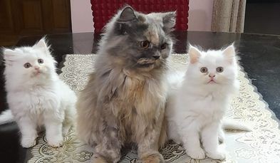 Persian kitten for sale in Cantonment, Dhaka