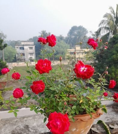 Red Rose cara tree for sale in Pabna, Rajshahi Division