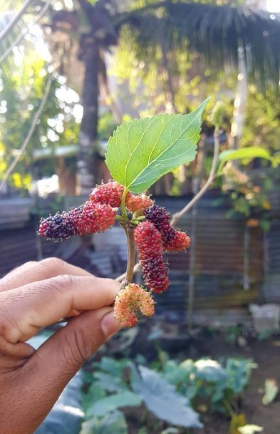১২ মাসি মালবেরি বিক্রি হবে