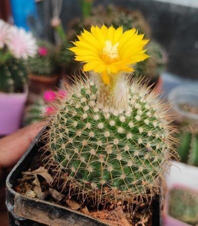 cactus plants for sale in Bosepara, Rajshahi