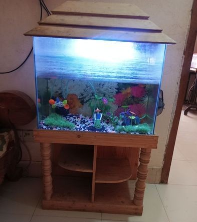 Aquarium with full set up for sale in Mohammadpur, Dhaka