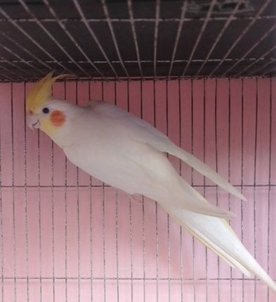 Cockatiel for sell in Narayanganj, Dhaka Division