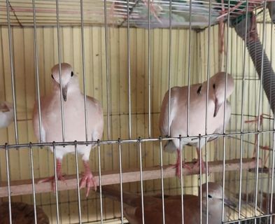 Australian Dove for sale in Jashore, Khulna Division