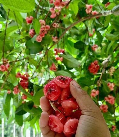 বিভিন্ন ফলের গাছ পাইকারি ও খুচড়া বিক্রি হবে নাটোরে,