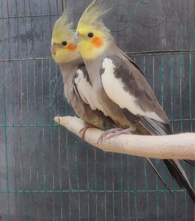 Cockatiel Breeding Piar for sale in Uttara, Dhaka