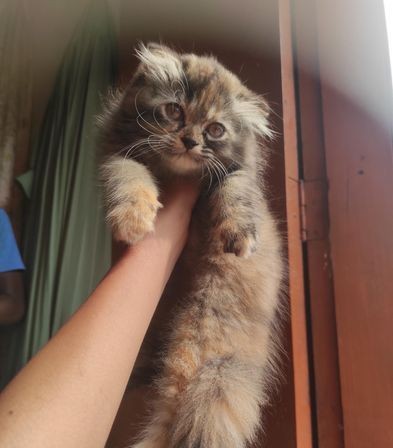 persian cat male kitten for sale in Brahmanbaria, Chattogram Division