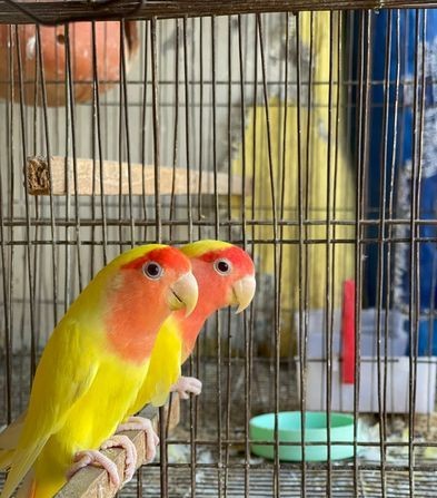 OPALINE LOVE BIRDS MASTER PAIR for sale in Mirpur, Dhaka