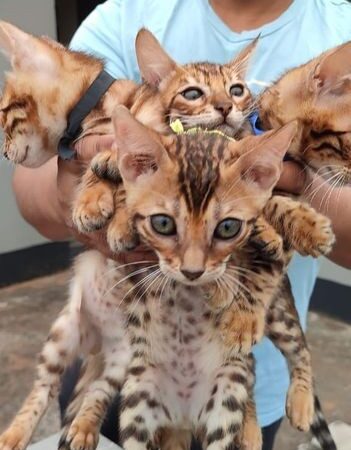 Bengal cat for sale in Mirpur, Dhaka