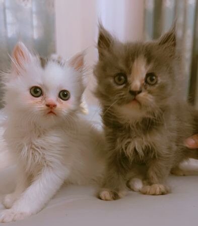 Persian cat for sale in Uttara, Dhaka