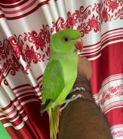 indian ringneck 1 mas 16 diner baby for sale in Keraniganj, Dhaka