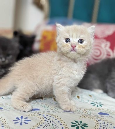 Pure persian female kitten for sale in Savar, Dhaka