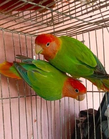 Love bird for sell in. Basabo, Dhaka