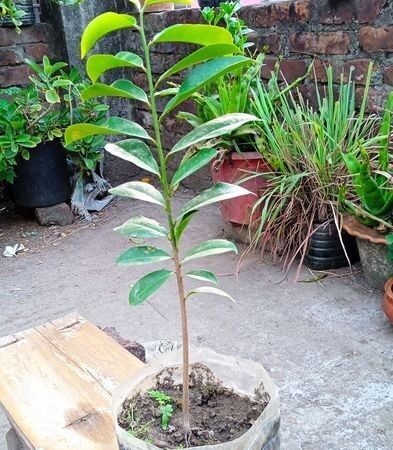 Korsol Plant(Anti-Cancer) for sale in Mirpur, Dhaka
