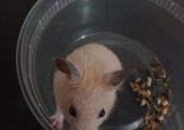 Cocatel,hamster,combo for sale in Mohammadpur, Dhaka