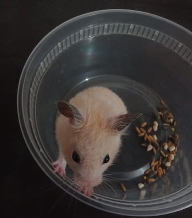 Cocatel,hamster,combo for sale in Mohammadpur, Dhaka