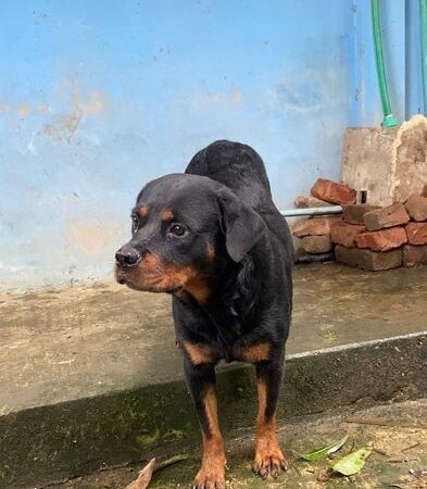 Rottweiler Female Puppy for sale in Sunamganj, Sylhet Division