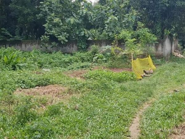 জমি বিক্রি হবে জরুরী টাকার প্রয়োজনে তেলিহাটি শ্রীপুর গাজীপুর