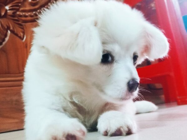 Vaccinated puppy lasa with offers