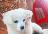 Vaccinated puppy lasa with offers