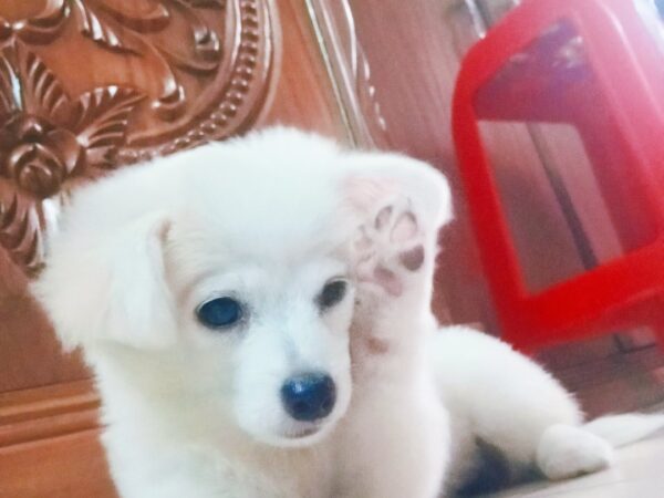 Vaccinated puppy lasa with offers