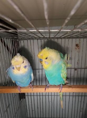 6 Pcs JP (Japanese) Budgerigar for sale in Mohammadpur, Dhaka